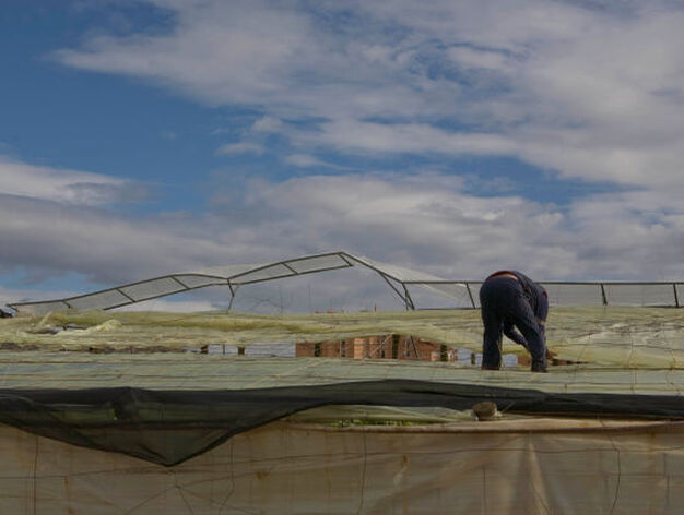 Uno de los agricultores trata de reparar su invernadero, que ha quedado muy afectado.

Foto: Salvador Rodr?ez