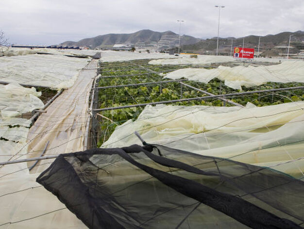 El viento se ha llevado principalmente los techos de los invernaderos.

Foto: Salvador Rodr?ez