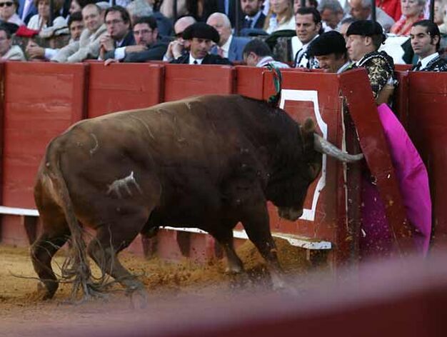 El toro, frente a la barrera.

Foto: Juan Carlos Mu&ntilde;oz
