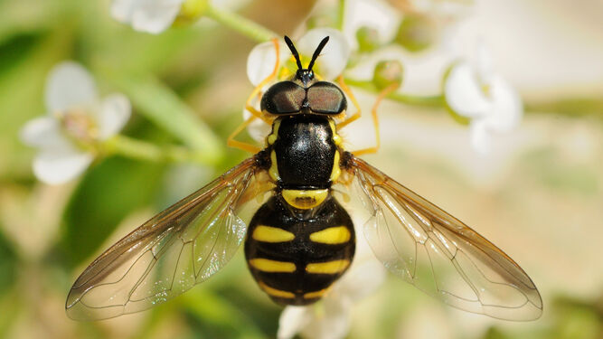 Foto de sírfido tipo. Los sírfidos son conocidos como moscas de las flores y se mimetizan con avispas o abejas