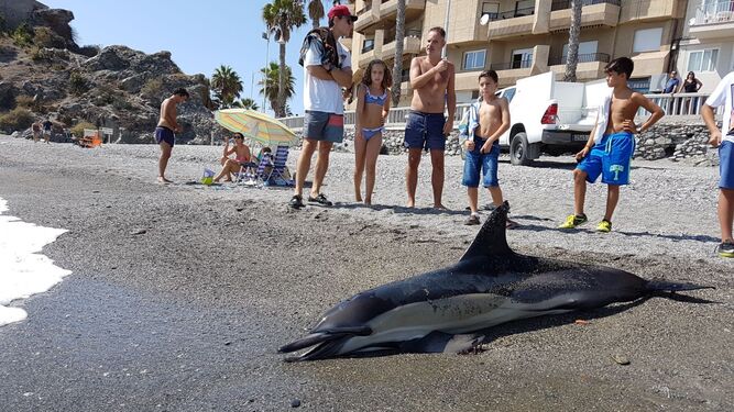 Aparece un delfín muerto en la playa de La Caletilla