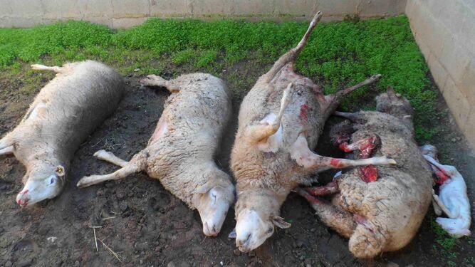 Ovejas muertas después de un ataque de lobos sufrido en una explotación de ganado ovino en la provincia de Salamanca.