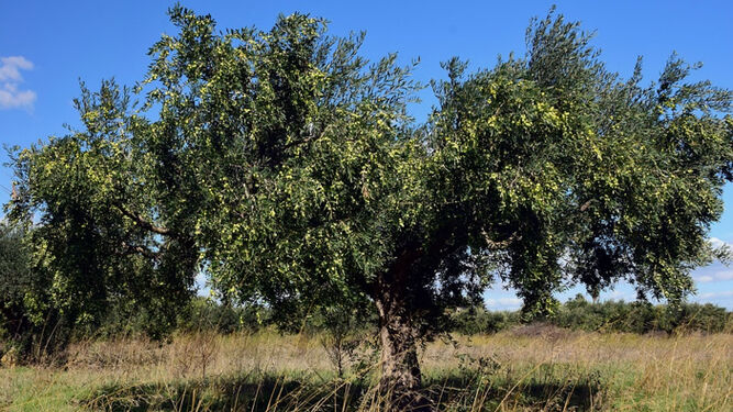 El olivo, uno de los símbolos de Andalucía.