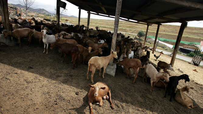 Amaltea, llevar la tecnología al sector caprino