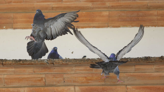 Varias palomas campan a sus anchas en un edificio de la Alameda de Colón