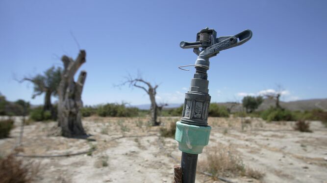 Un grifo seco en el desierto de Tabernas (Almería).