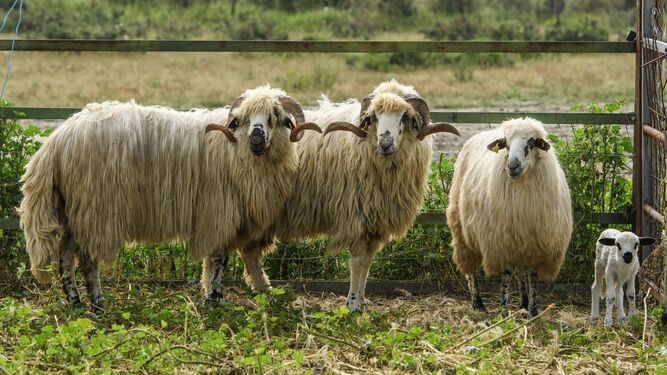 Varios ejemplares de oveja marismeña en Hinojos.