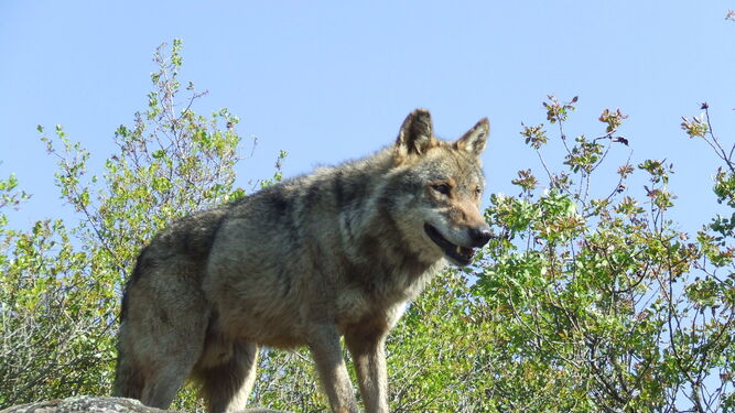 Un ejemplar de lobo en un risco de Sierra Morena.