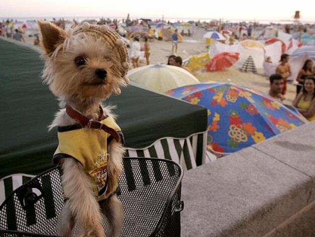 Un perro ataviado con los colores del C&aacute;diz. 

Foto: Lourdes de Vicente