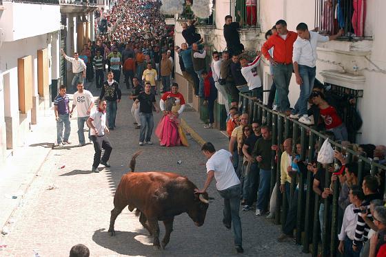 El toro embolao de Vejer, todo un &eacute;xito de p&uacute;blico. 

Foto: Manuel Aragon Pina