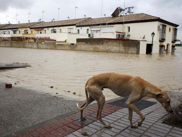 El R&iacute;o Guadalquivir se desborda a su paso por Lora del R&iacute;o.

Foto: Reuters