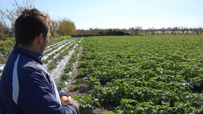 La extensión de las subvenciones se destinará tanto a cultivos herbáceos como leñosos.