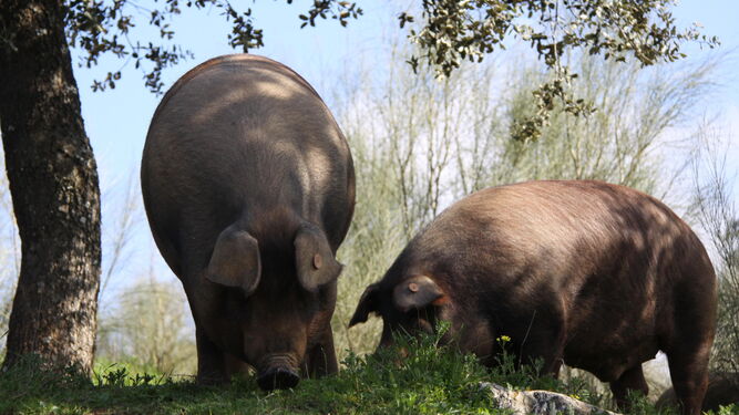 El cerdo busca la hierba que abunda tras las últimas lluvias y le hace digerir mejor la bellota que busca debajo de encinas y alcornoques.