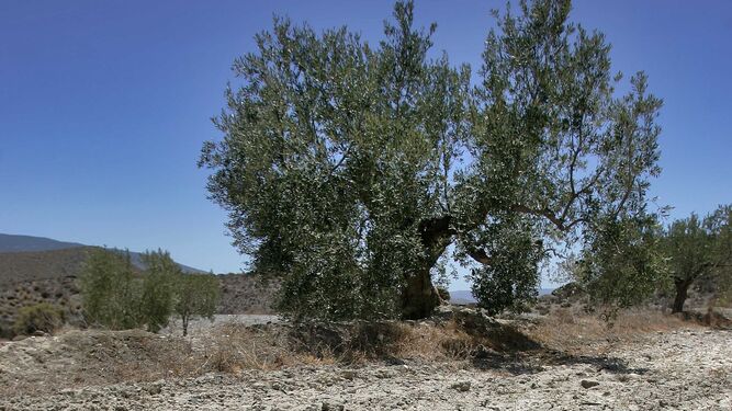 Terreno de olivar seco.
