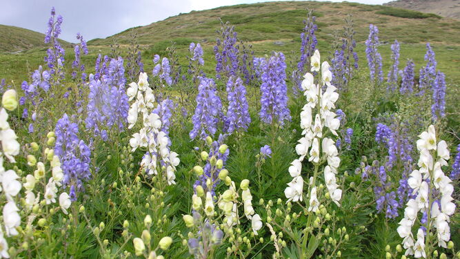 Aconitum burnatii, flores con el azul característico de la especie y flores con hipocromatismo.