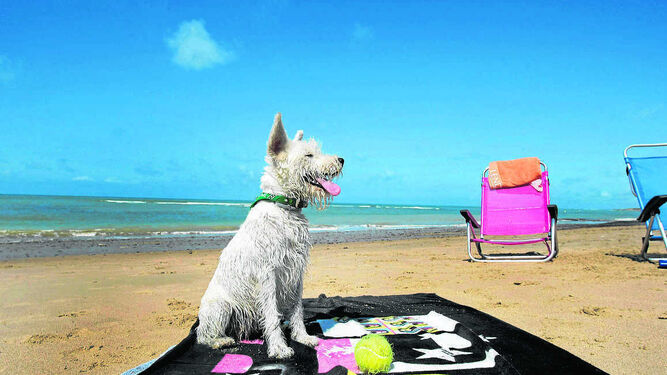 Algunas playas aceptan la presencia de perros, siempre y cuando se extreme la precaución.