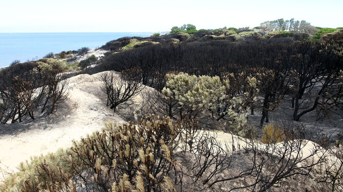 Estado de las dunas de Cuesta Maneli tras el incendio de Moguer (Huelva) a principios de verano.