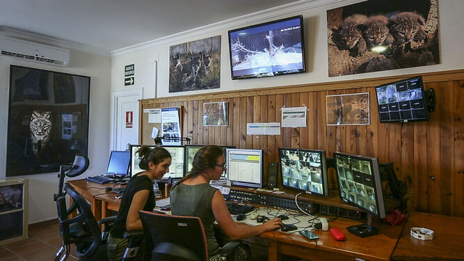 Monitorización de seguimiento en el Centro del Lince de Doñana.
