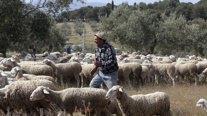 Este verano se incorporaron 660 ovejas que se alimentan del Generalife.