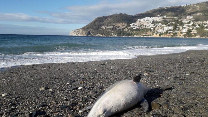 Unos vecinos encontraron al mamífero ya fallecido en la orilla de la playa.