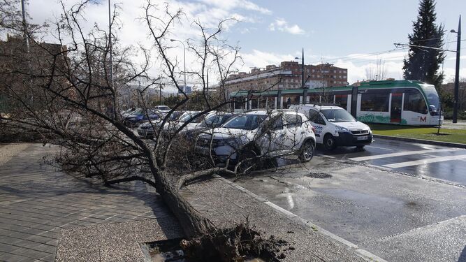 La Costa pide arreglos a 12 días de Semana SantaUn 'minitornado' derriba árboles y mobiliario por toda la capital