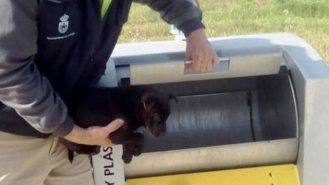 Cachorro rescatado del contenedor.