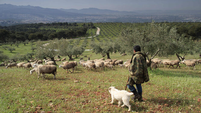 La dehesa se extiende a lo largo de más de cincuenta hectáreas. Al pastor se le provee de agua y cobijo para los animales.
