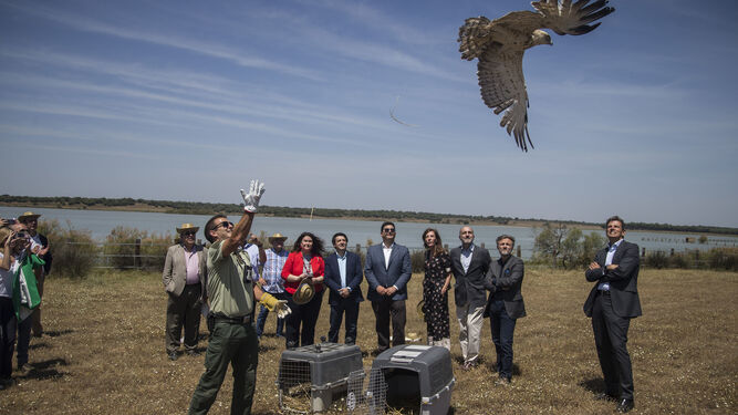 Un técnico medioambiental suelta un águila perdicera ante las autoridades, entre los que se encuentra el consejero de Medio Ambiente, José Fiscal.
