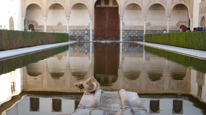 Uno de los gatos que habita en la Alhambra de Granada.