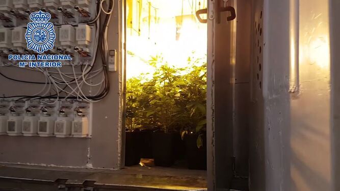 Una de las plantaciones de marihuana instaladas en el remolque de un camión