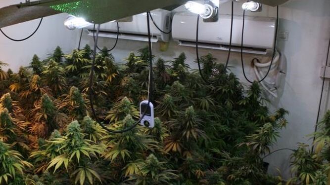 Imagen de archivo de una plantación de marihuana en una vivienda.