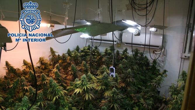 La plantación de marihuana habilitada en una de las viviendas