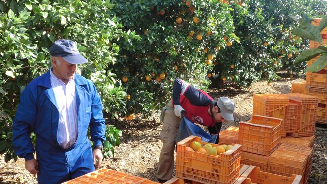 Recogiendo las naranjas en el campo.