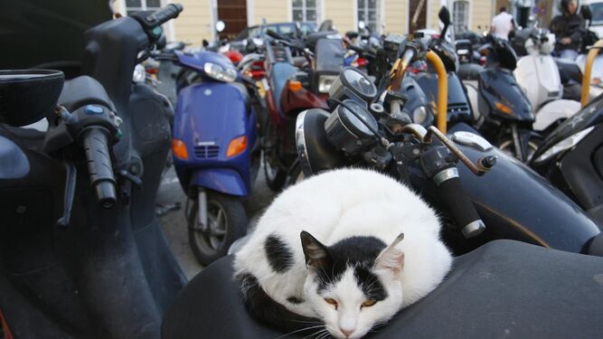 Un gato feral, o callejero, descansa sobre una moto.