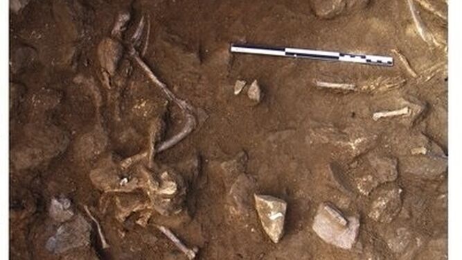 Restos de perros adultos enterrados entre dos humanos en restos pertenecientes al Neolítico.