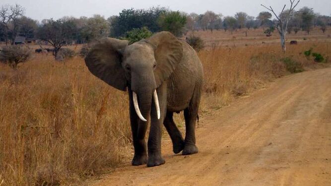 Elefante en Tanzania.