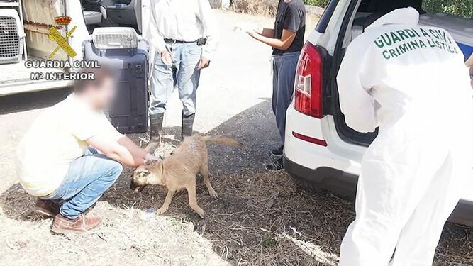 Los delitos por maltrato animal crecieron en Granada un 22,5%.