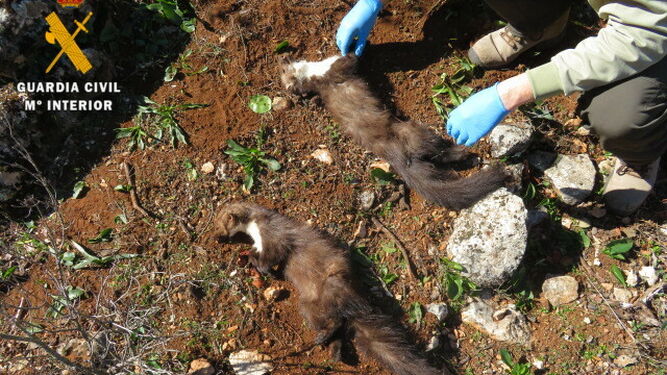 Las dos garduñas fueron abatidos tras caer en una trampa para zorros.