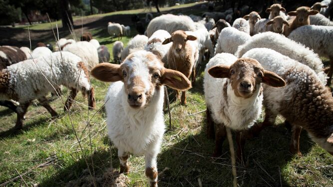 La ovejas vuelven a pastar por la Casa de Campo en un proyecto medioambiental pionero.