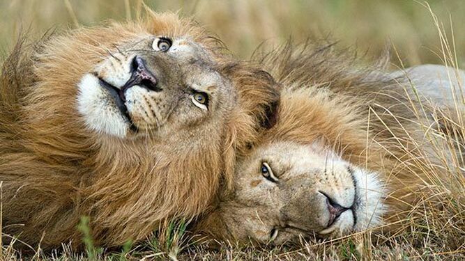 Dos leones captados por las cámaras de la BBC en ´Dynasties'