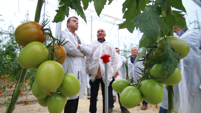 El tomate es, junto al pimiento, el cultivo estrella de la provincia de Almería.