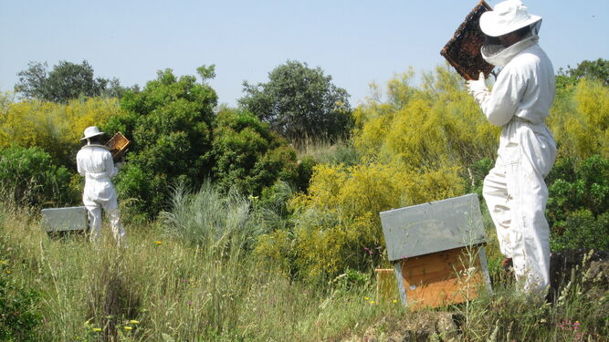 Un apicultor en el municipio de Abla.