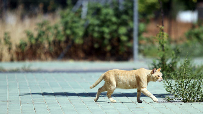 Una colonia de gatos junto al colegio Virgen de las Nieves sufre el "acoso" de unos vecinos.