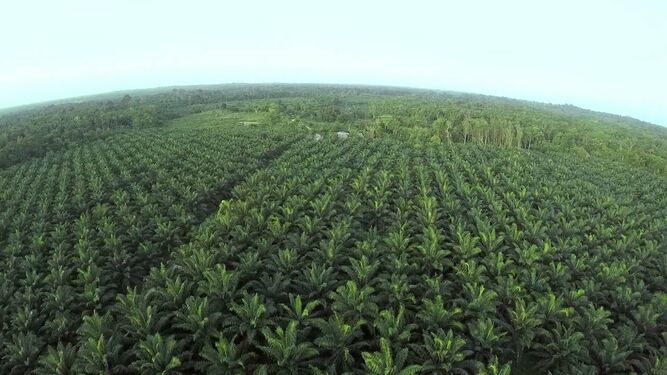 Una plantación de aceite de palma a visto de dron