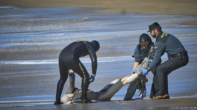 Tres efectivos de la Guardia Civil sacan del mar el cadáver de un inmigrante en El Palmar.