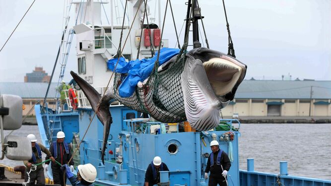 Una ballena de la especie Minke es descargada de un barco en el puerto de Kushiro.