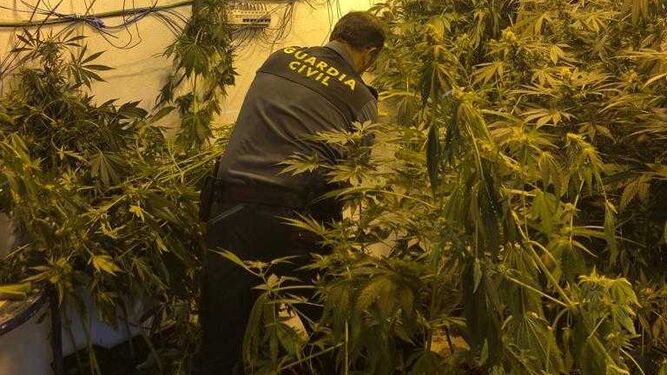 Un agente de la Guardia Civil en una de las últimas plantaciones de marihuana desmanteladas.