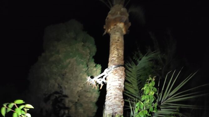 Rescatan a un hombre que se quedó colgado bocabajo de una palmera a seis metros de altura