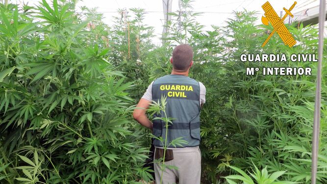 Fotografía facilitada por la Guardia Civil de la plantación de marihuana en una finca de Albuñol.