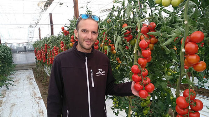 Un agricultor muestra el tomate rama ‘Romancero’ en el invernadero.